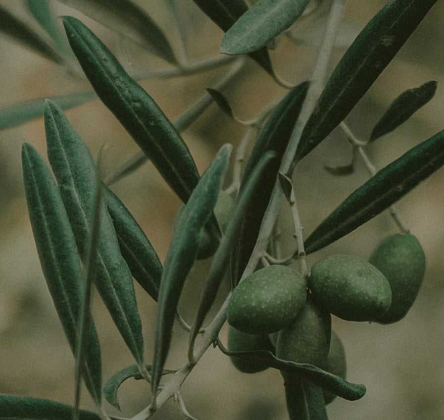 Olive oil in baby formula: <Br> Why we switched for more wholesome nutrition