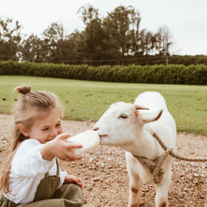 Goats milk formula: A gut-friendly solution for eczema, bloating, and sleep issues in your little one