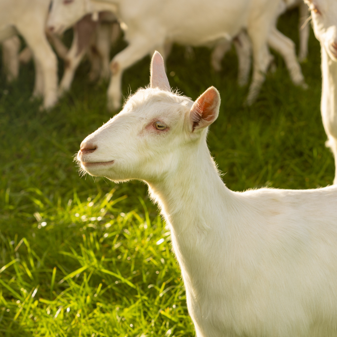 Meet our happy herd: <br> Fresh whole goat milk from New Zealand